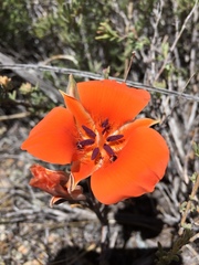 Calochortus kennedyi
