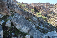 Pelargonium laevigatum oxyphyllum