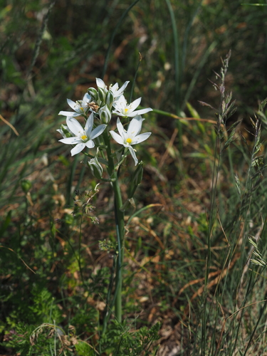 Image of Ornithogalum comosum by (c) carnifex, some rights reserved (CC BY)