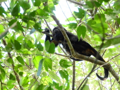 Alouatta guariba