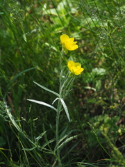 Ranunculus illyricus