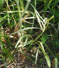 Ranunculus illyricus
