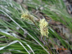 Carex pediformis
