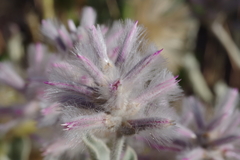 Ptilotus sessilifolius