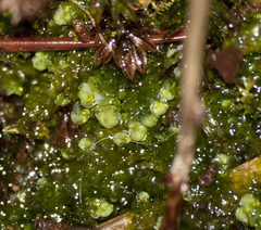 Jungermanniopsida