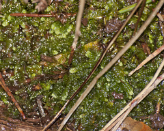 Jungermanniopsida