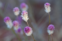 Ptilotus helipteroides