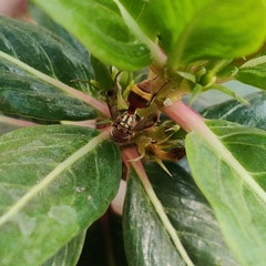 Ropalidia variegata