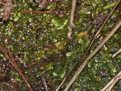 Jungermanniopsida