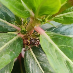 Ropalidia variegata