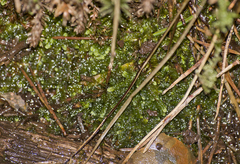 Jungermanniopsida