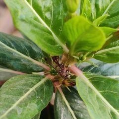 Ropalidia variegata