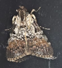 Orthaga rubridiscalis