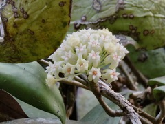 Hoya verticillata