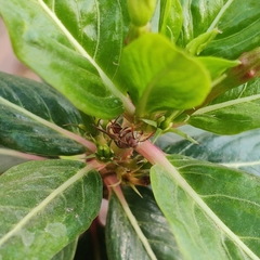 Ropalidia variegata