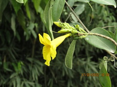 Adenocalymma marginatum