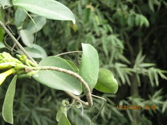 Adenocalymma marginatum