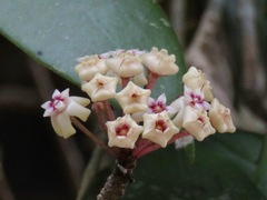 Hoya verticillata