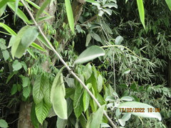 Adenocalymma marginatum