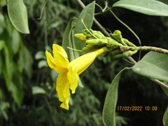 Adenocalymma marginatum