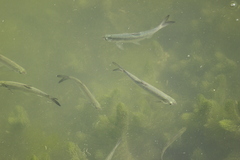 Hemiculter leucisculus