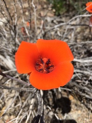Calochortus kennedyi