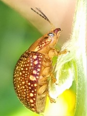 Paropsis ornata
