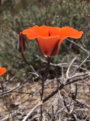 Calochortus kennedyi
