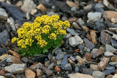 Draba oreades