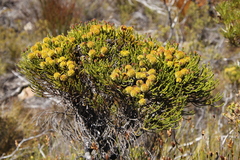 Brunia sphaerocephala