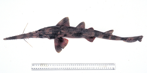 Langsnuitzaaghaai (Pristiophorus cirratus) — Pristiophoridae — 2