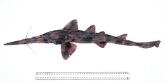 Longnose Sawshark photo 2