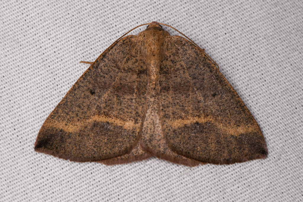 Spurred Wave Moth