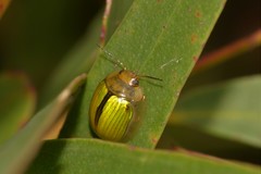 Paropsisterna hectica