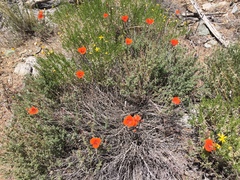 Calochortus kennedyi