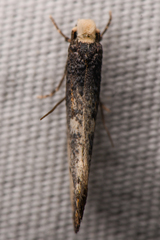 Tinea occidentella