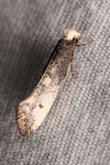 Tinea occidentella