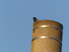 Phoenicurus ochruros