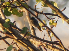 Phoenicurus ochruros