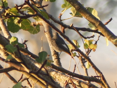 Phoenicurus ochruros