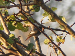 Phoenicurus ochruros