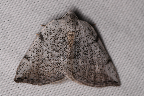 Lomographa elsinora