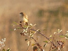 Cisticola juncidis