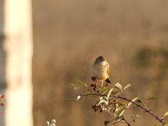 Cisticola juncidis