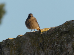 Phoenicurus ochruros