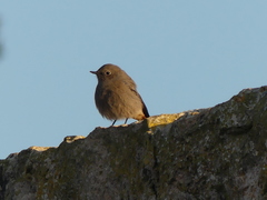 Phoenicurus ochruros