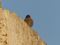 Phoenicurus ochruros