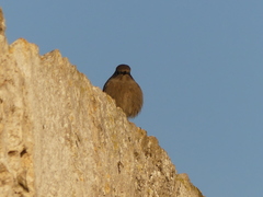 Phoenicurus ochruros