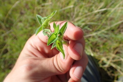 Commelina africana