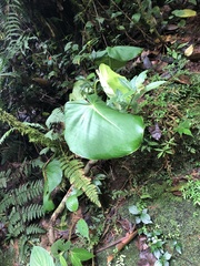 Philodendron rugosum